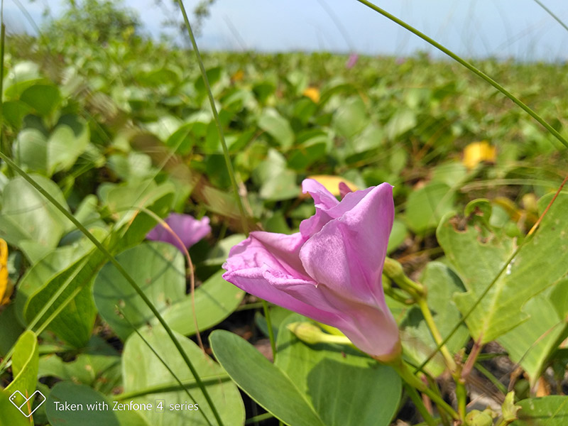 Asus Zenfone 4 Max Pro Review: Bateri Besar Dengan Kamera 
